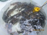 232-IMG_2759.JPG.small.jpeg