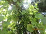 239-IMG_2768.JPG.small.jpeg