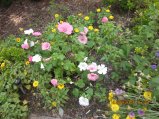 240-IMG_2769.JPG.small.jpeg