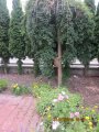 242-IMG_2772.JPG.small.jpeg