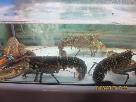 245-IMG_2777.JPG.medium.jpeg