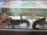 245-IMG_2777.JPG.small.jpeg