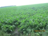 264-IMG_2807.JPG.small.jpeg
