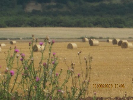 274-IMG_2817.JPG.medium.jpeg