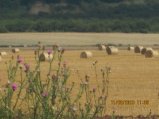 274-IMG_2817.JPG.small.jpeg