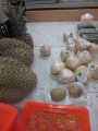 368-IMG_2916.JPG.small.jpeg